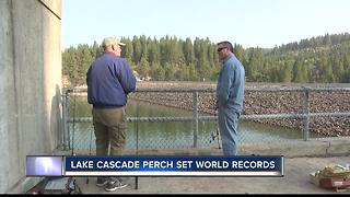 Lake Cascade breeds world record perch