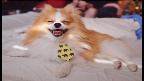 Mini Pomeranian - Adorable And Cute Funny Animals Videos
