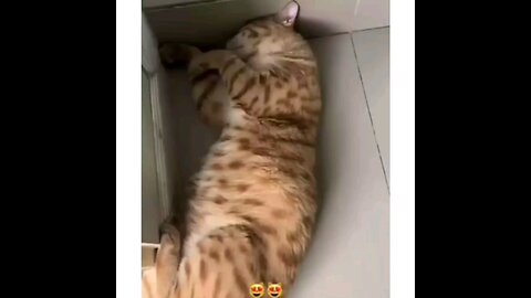 oye funny cat🙈🤣interesting video