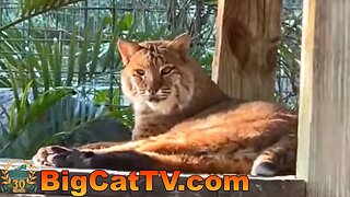 Join Carole and the cats during Golden Hour at Big Cat Rescue on this FURiday evening! 05 19 2023