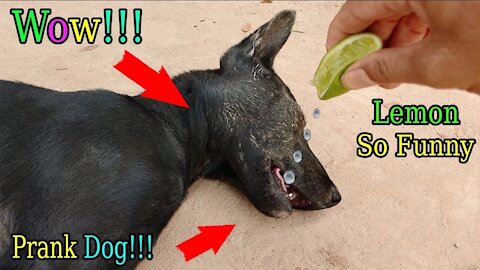 Lemon Prank Dog So Funny This video will make you laugh Challenge 2021