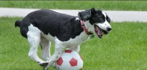 Dog playing with ball