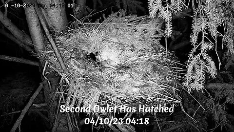 Second Owlet Has Hatched 🐥🐣🥚 04/10/23 04:15