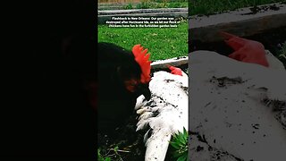 Flashback: Our garden was destroyed after Hurricane Ida, so we let our flock of chickens have fun!