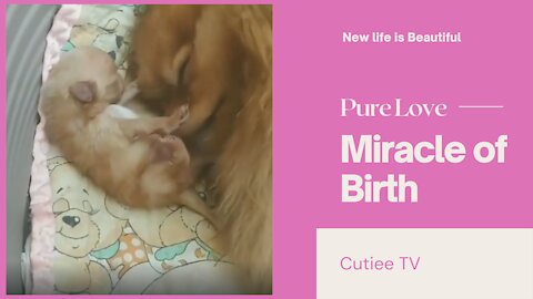 New born puppy | Miracle of Birth | Pure Love