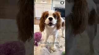 Cavalier King Charles Spaniel 🐶 The Best Family Pet?