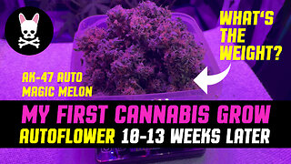 My First Cannabis Grow - Part 5 - Weeks 10-13 - AK-47 Crop