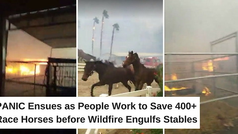 Panic Ensues as People Work to Save 400+ Race Horses before Wildfire Engulfs Stables
