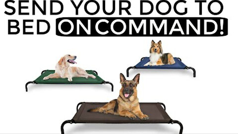 How to teach your dog to go to their bed with your COMMAND!