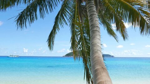 Coconut palm tree waving in the wind, amazing blue water waves breaking a tropical beach ambience.