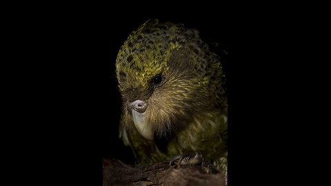 Kakapo Parrot