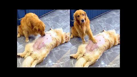 Golden retriever takes care of pregnant wife