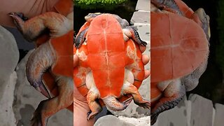 New turtle for the pond - pink bellied side neck turtle #shorts