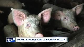 85 pigs found in "atrocious" conditions in Cattaraugus County--6PM