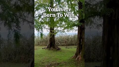 You Were Born To Win....#shorts #motivation #motivationalquotes