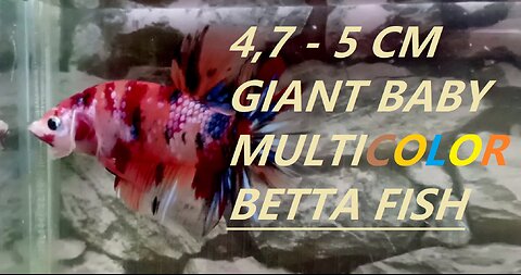 Giant Baby Multicolor Betta Fish