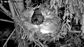 A Midnight Snack for Ellie 🦉 03/08/23 23:50