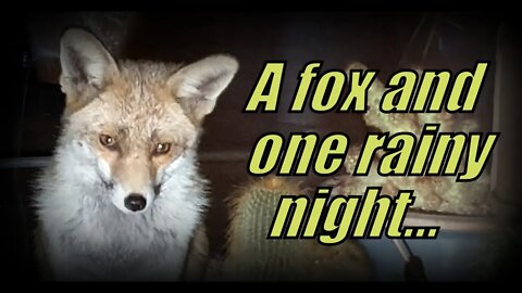 🦊Friendly urban #fox Ajax and one rainy night- a fox, a mouse and a magpie - Moonlight Sonata