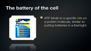 ATP - Energy of the Cell