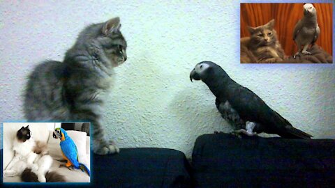 funny bird ideal - parrot vs feline - amusing parrots