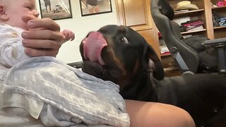 Rottweiler Wants His Baby