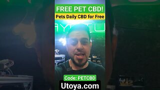 How to Prepare Your Dog for Fireworks - FREE CBD for Pets