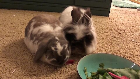 Bunny rabbits don't know how to share