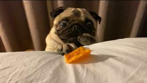 Famished pug can't reach dorito!