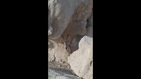 Most epic drone shot of Markhor animal
