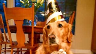 Dog gets birthday cake on owner's birthday