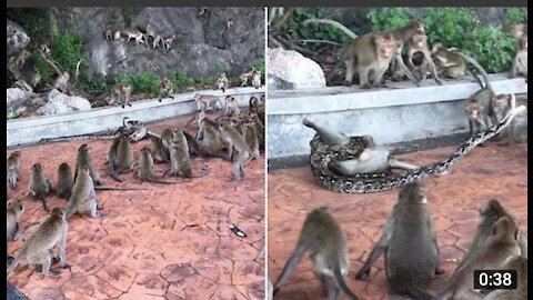 Wild Python Strangles Monkey As Troop Tries To Help(1080P_HD).mp4