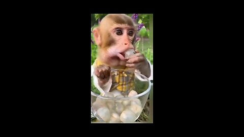 cute monkey eating grapes
