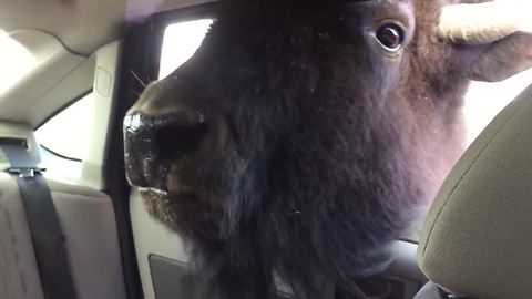 Girl completely freaks out during animal feeding at wildlife park