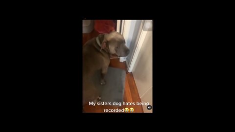 Dog hates being recorded