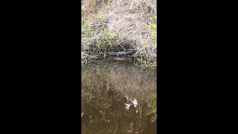 Alligator sunning on the bank