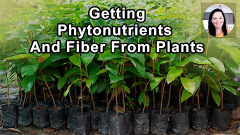 You Only Get Phytonutrients And Fiber From Plants And They're Crucial For Reducing Our Risk For