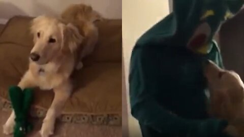 Owner dresses up as dog's favorite toy