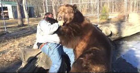 man chased by a Bear on a busy road and a shocking end,very scary footage