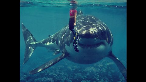 Shark encounters that will haunt you