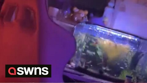 Scary moment student's fish tank overflows during deadly 7.4 magnitude earthquake in Japan