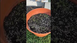 Planting carrot seeds in a container #shorts