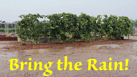 Desert Rain Brings Green | Moringa Planting Continues