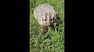 Adorable baby badger curiously follows the camera