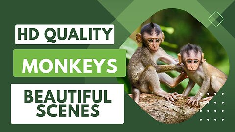HD Quality Animal Footage - Monkeys Beautiful Scenes Viral Monkey
