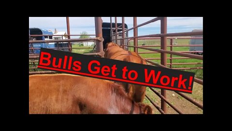 Bulls Turned Out for Breeding | Beef Cattle | Summer Ranch Work