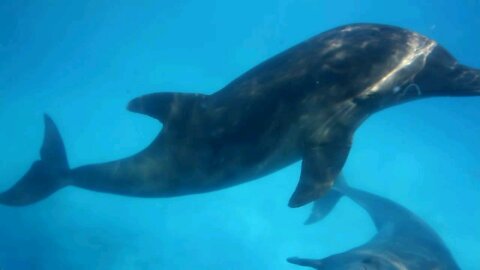 Amazing Underwater Dolphins