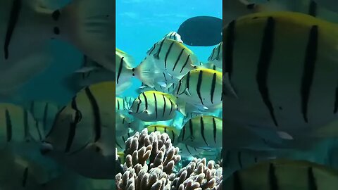 🌿🌿 A Stunning Encounter with a Shoal of Convict Tang in the Waters of Australia 🌿🌿