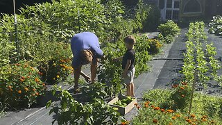 Picking Peppers with Grandma 🌶️ Chamberlin Family Farms #peppers #gardening #farming #homesteading