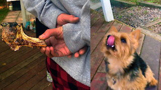 Cute Norwich Terrier runs for a steak