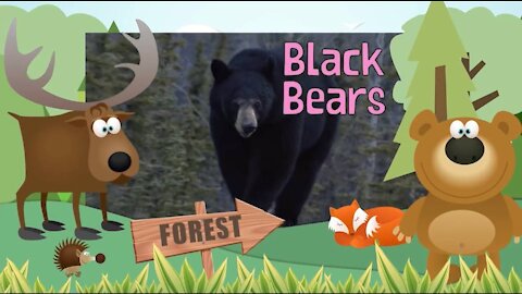 * BLACK BEAR * | Animals For Kids |